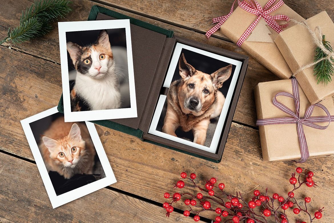 Cat and dog photos in album, gifts, and berries on wooden surface.