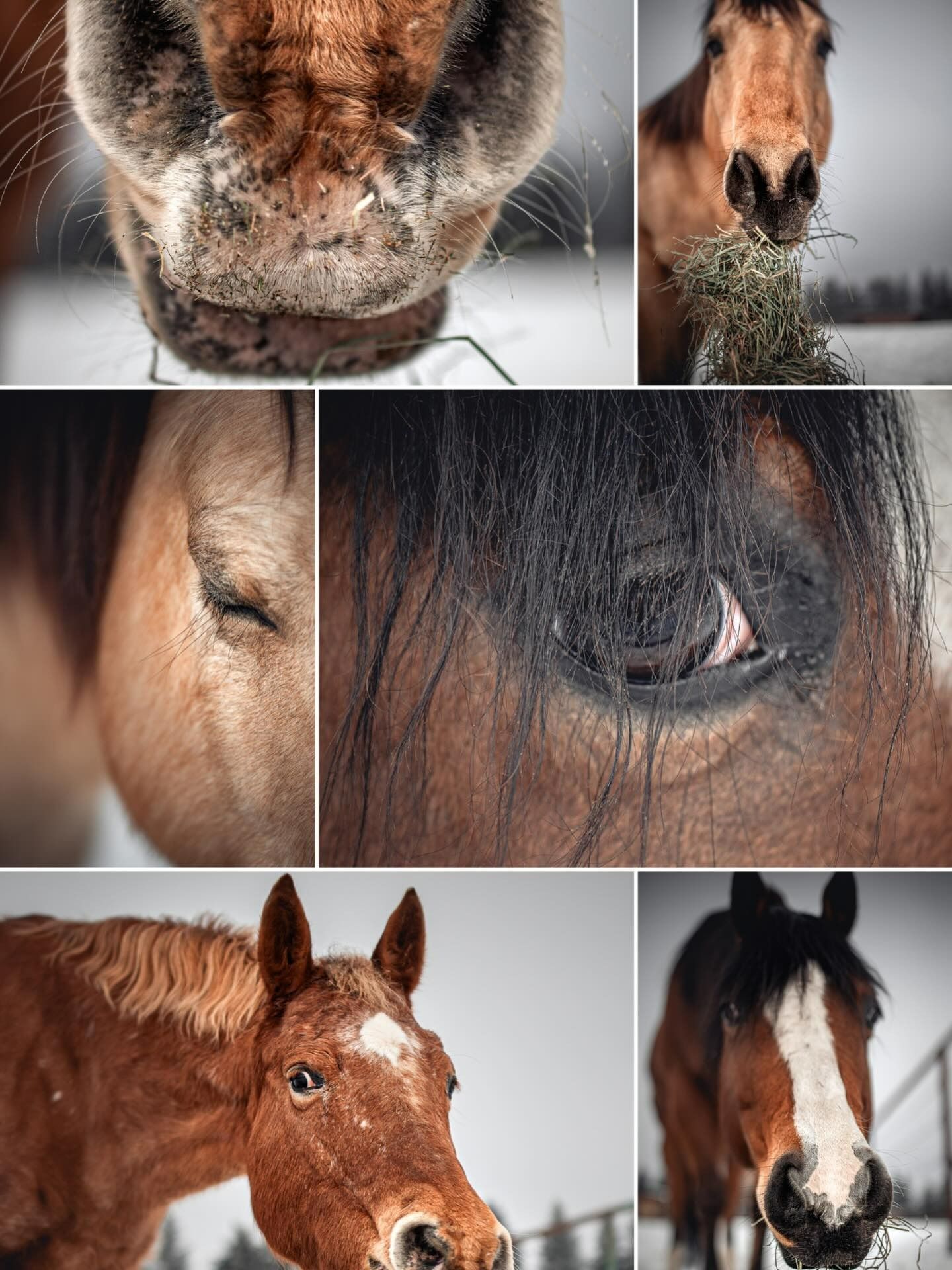 Collage of brown horses in snowy setting; close-ups of nose, eye, and faces.