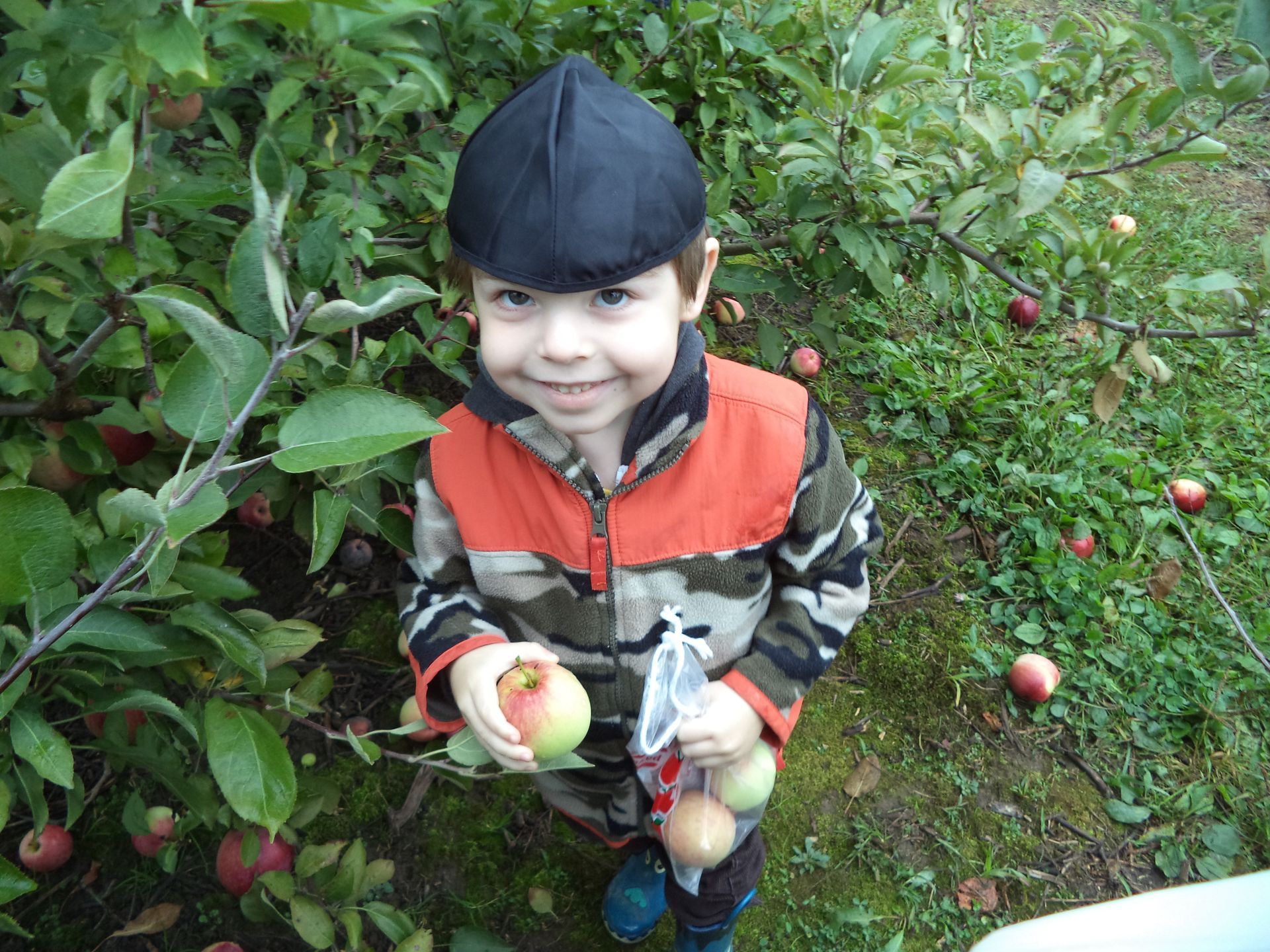 A young boy is picking apples from an apple tree