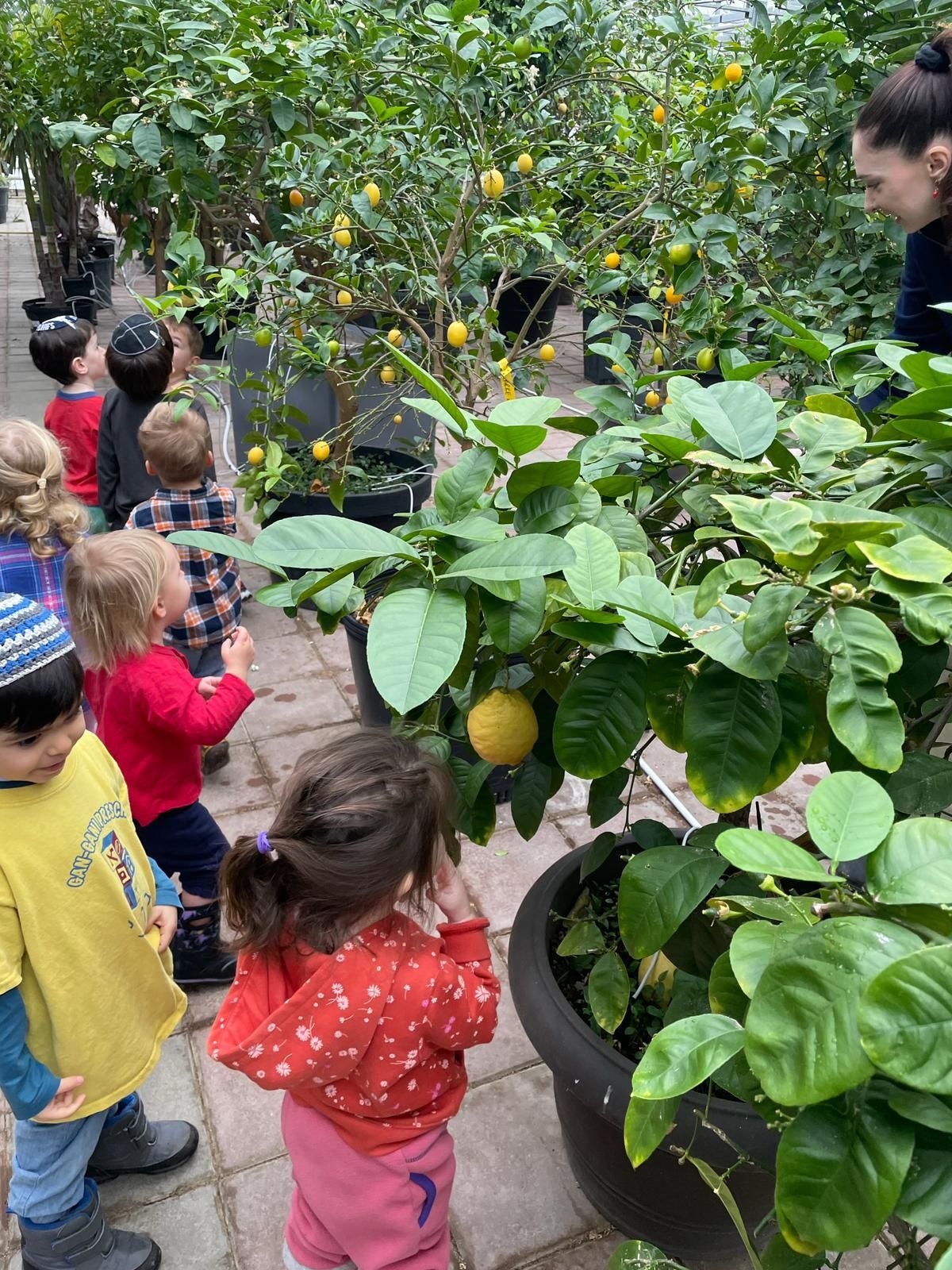 A group of children are standing around a lemon tree.