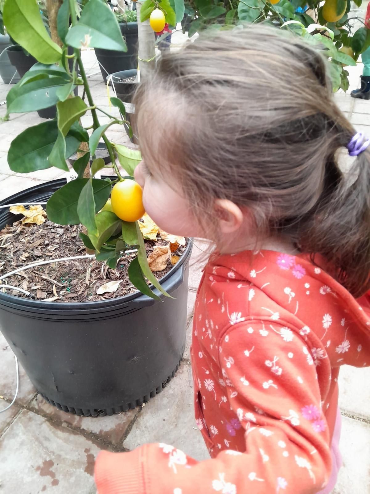 A little girl is sniffing an orange from a potted plant.