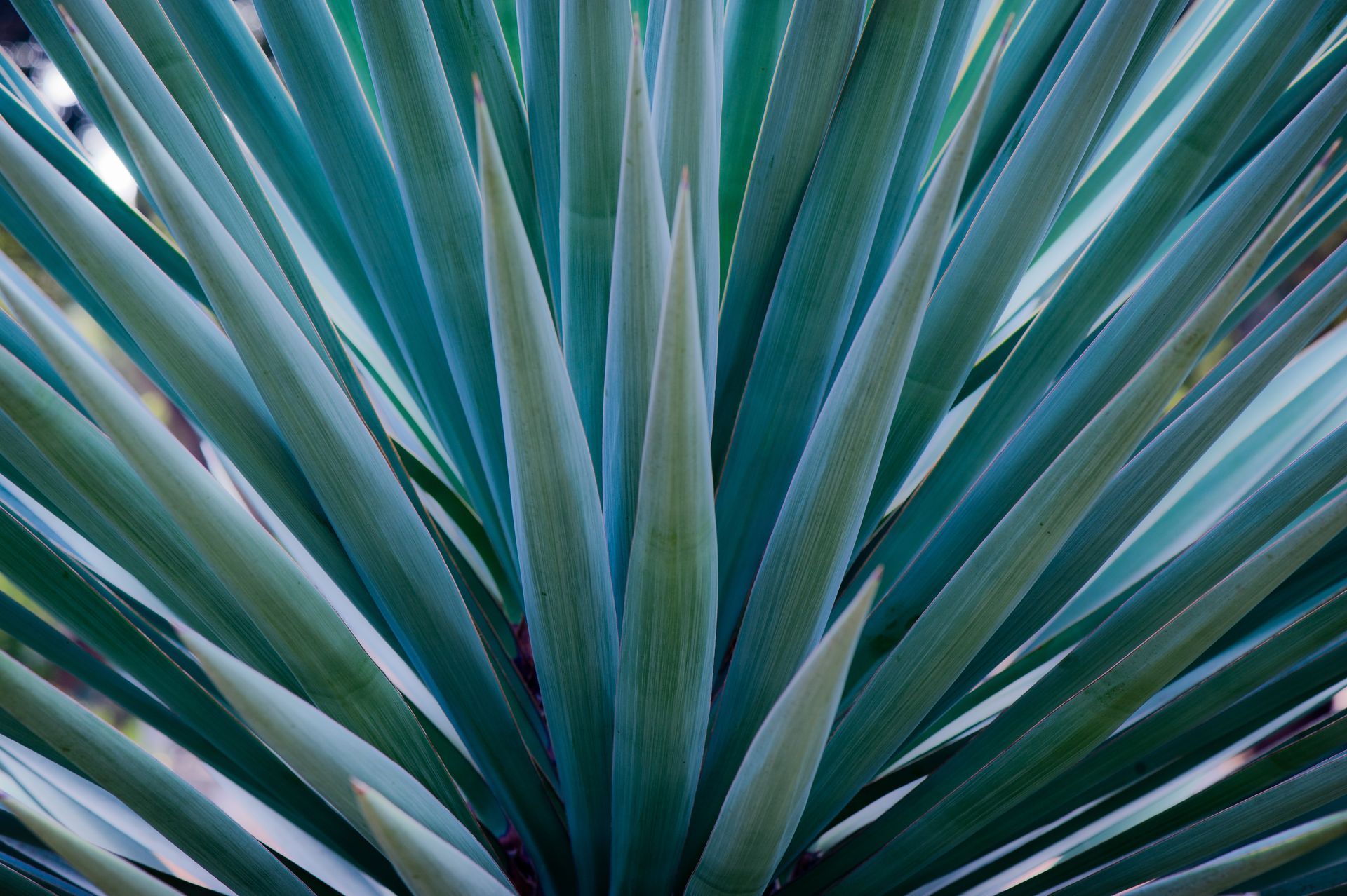 Primer plano de hojas suculentas espinosas de color verde azulado que se extienden hacia afuera.