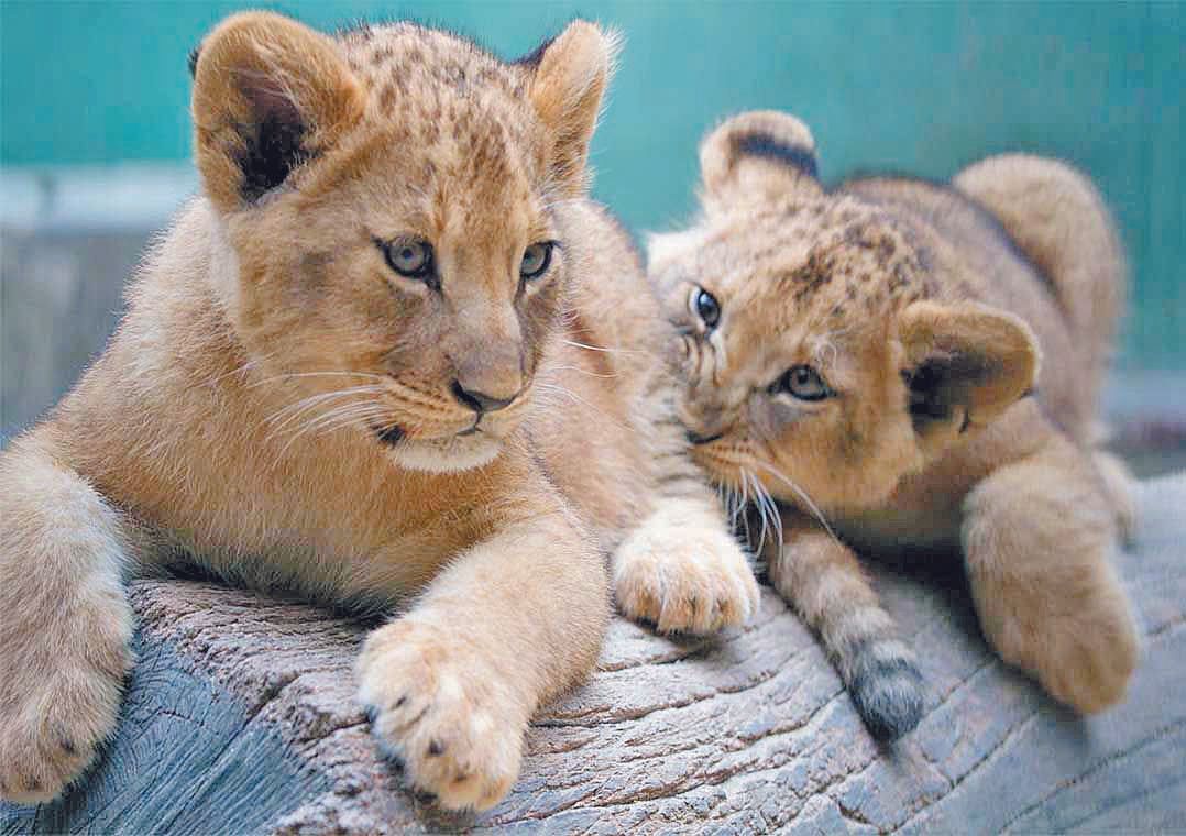 Zoologico de São Paulo