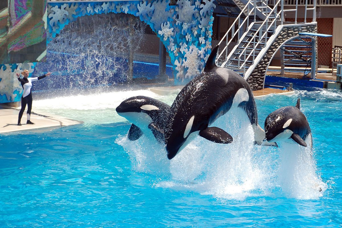 Sea World Orlando Parks