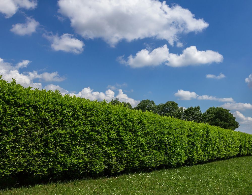 Siepe verde di fronte a un cielo azzurro con nuvole bianche e soffici.