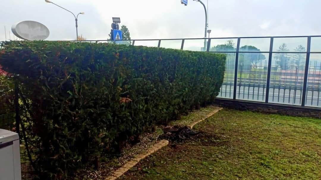 Una lunga siepe verde ben potata accanto a una barriera di vetro, con un'area erbosa di fronte.