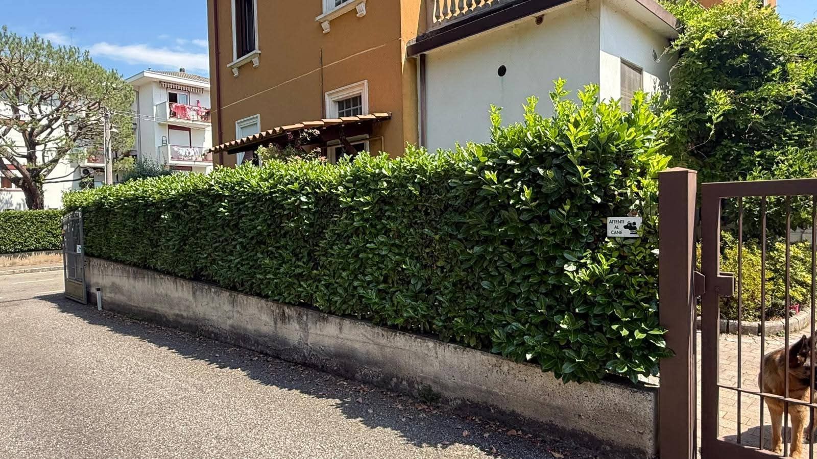 Siepe verde lungo un muro di cemento di fronte a una casa gialla con cancello marrone. Cane visibile al cancello.