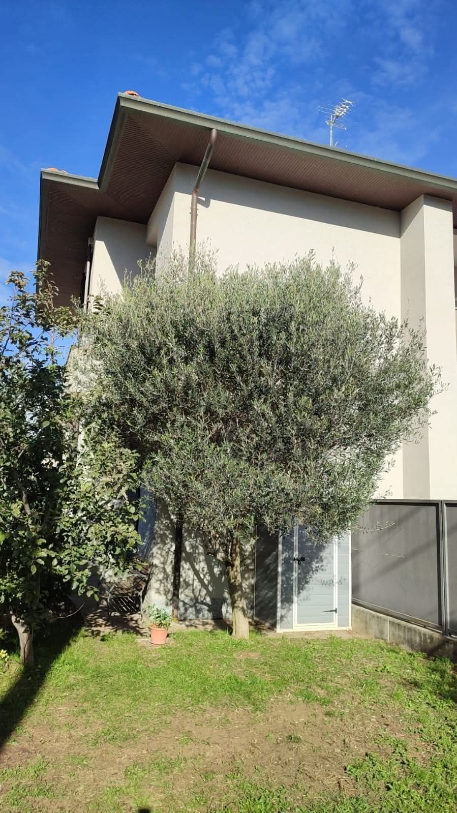 Un ulivo di fronte a un edificio chiaro sotto un cielo azzurro e terso.