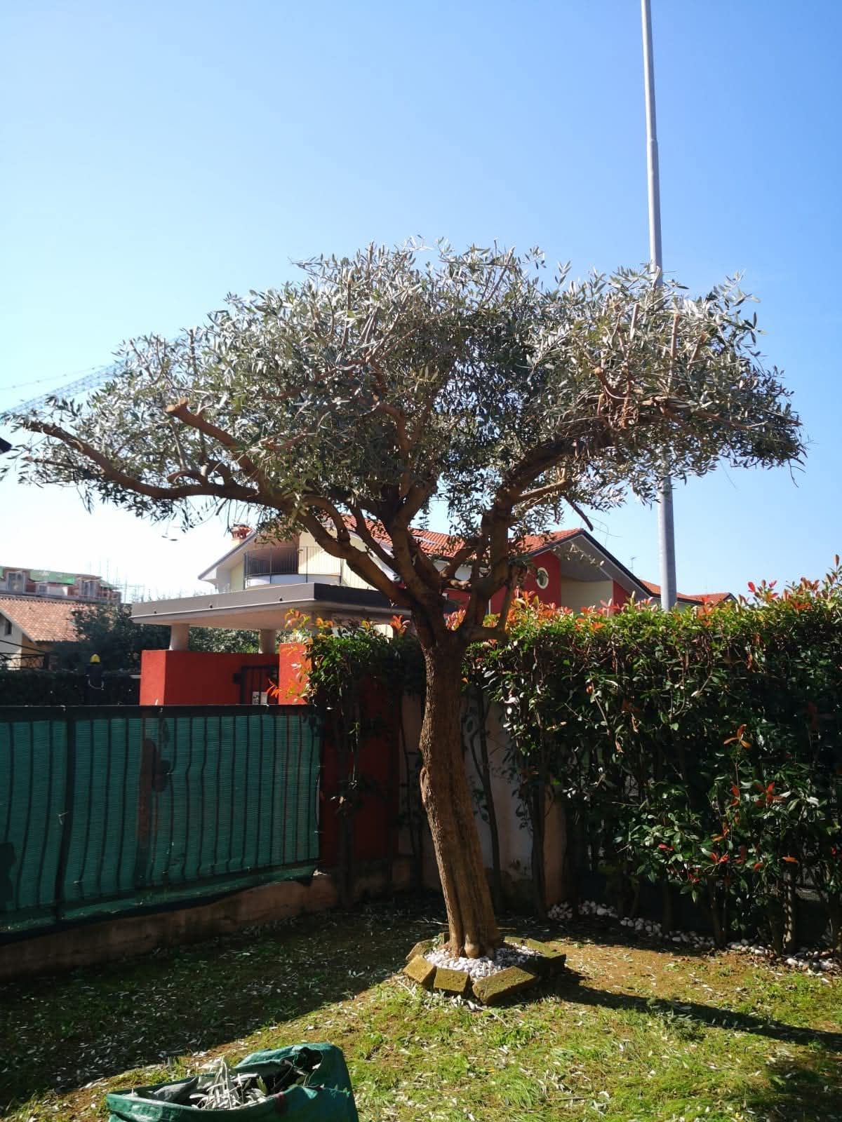 Ulivo in un giardino soleggiato, con erba verde, una recinzione verde e case sullo sfondo.