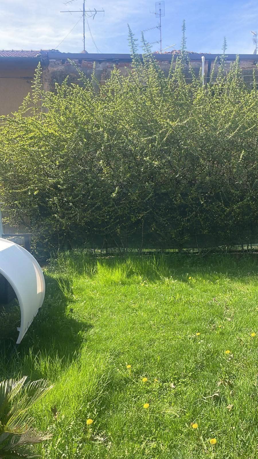 Una rigogliosa siepe verde costeggia un prato, sulla cui sinistra è visibile un pezzo di auto bianca.