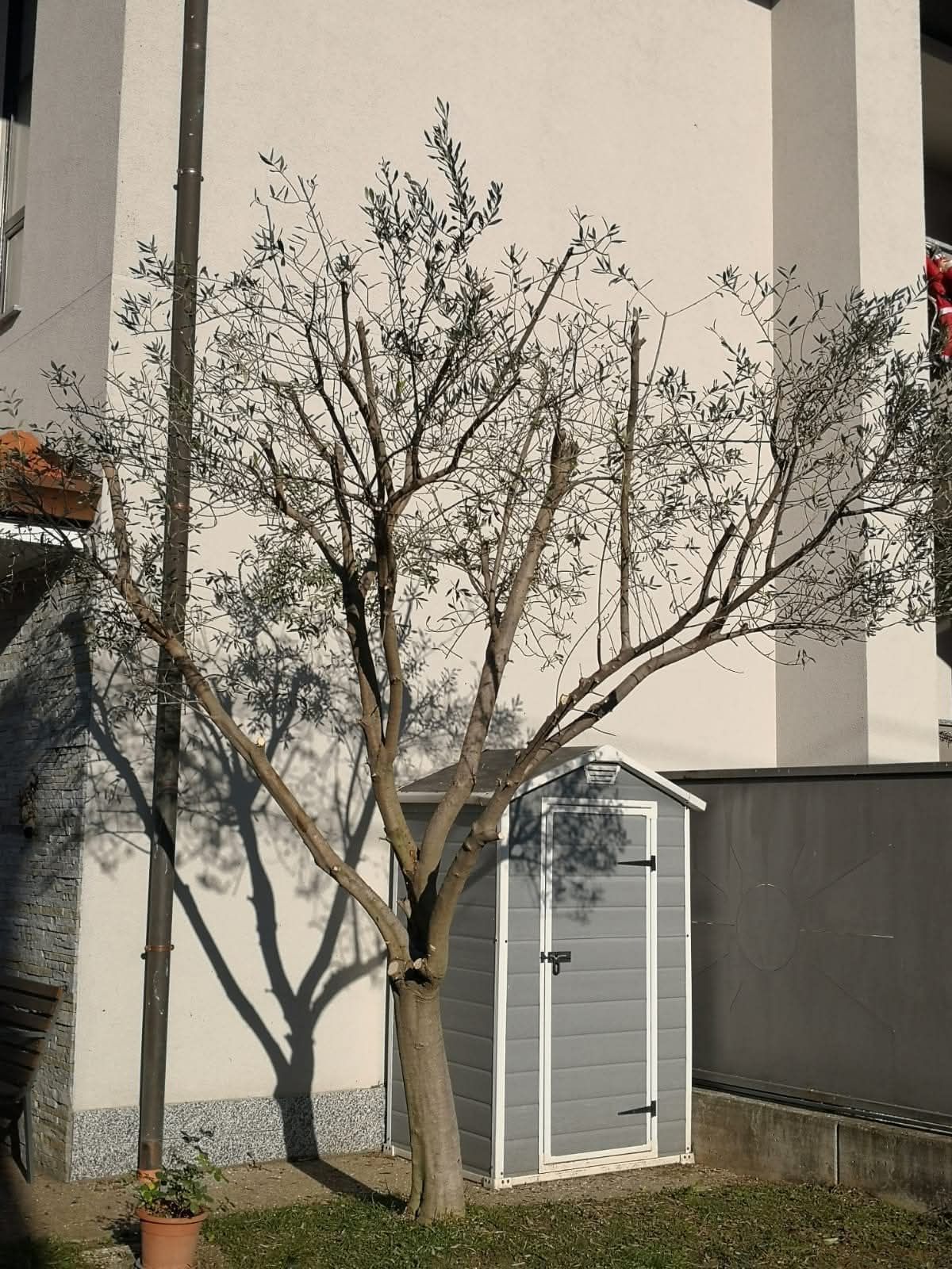 Un albero che proietta la sua ombra su un edificio bianco, vicino a un capanno grigio in un cortile.