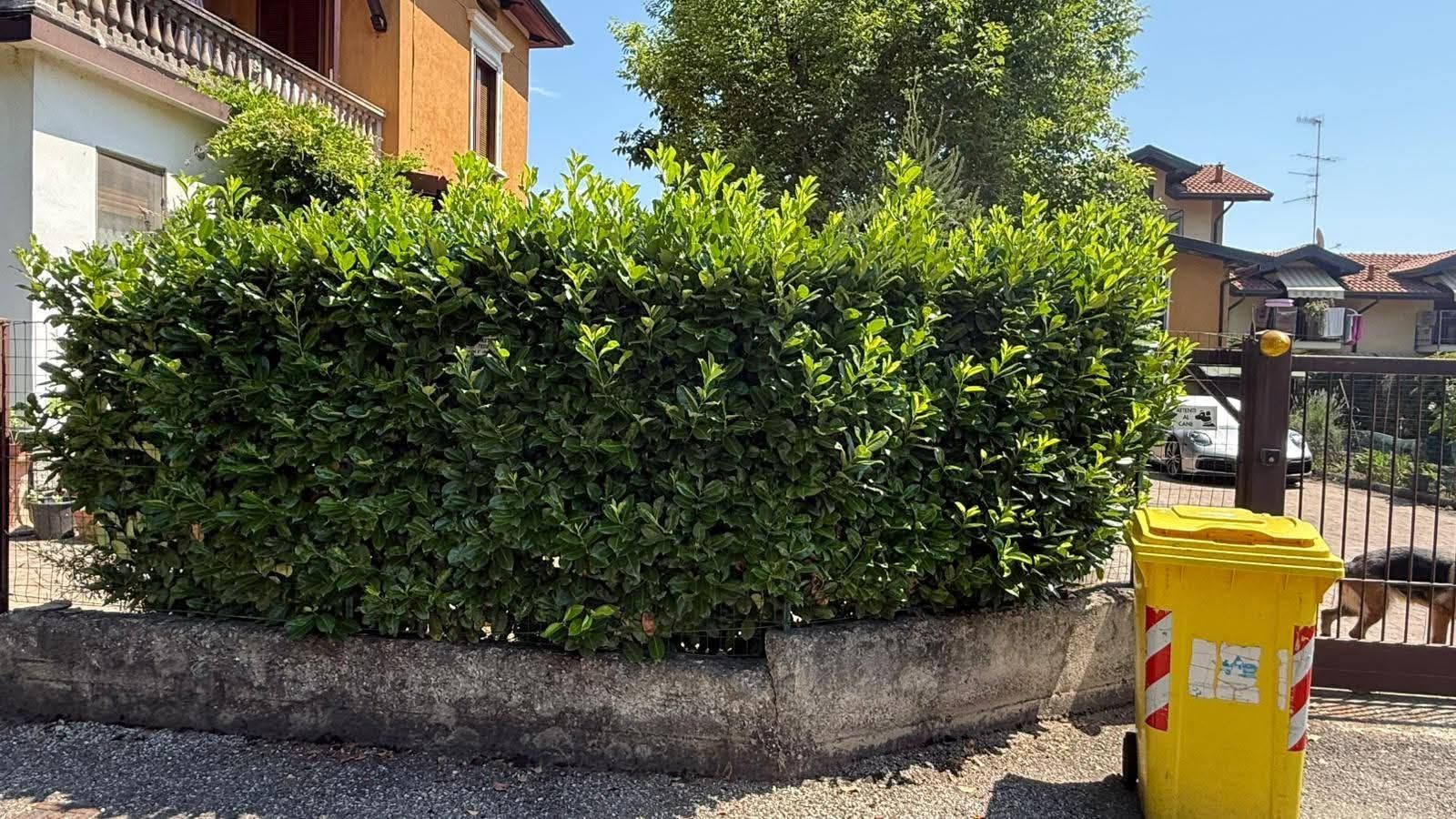 Una siepe verde su un muro di pietra, un bidone della spazzatura giallo, case e un cancello.