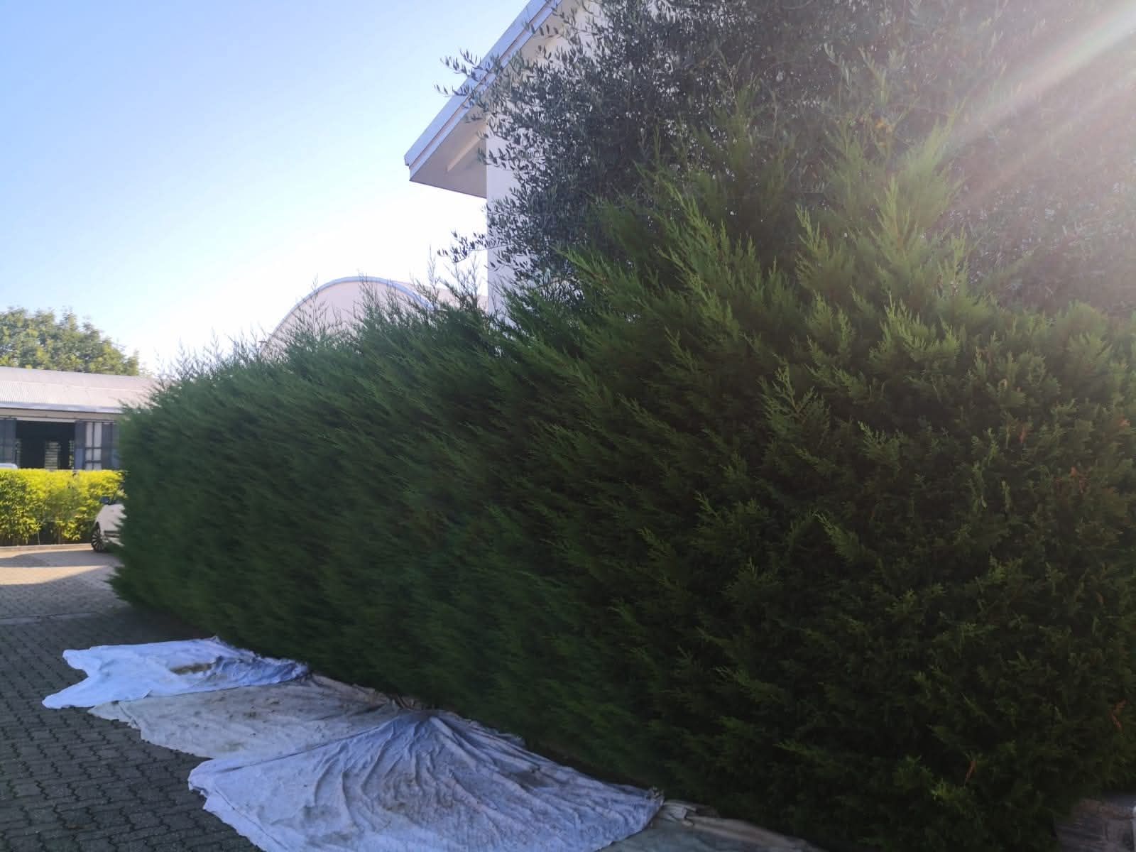 Una siepe verde lungo un edificio, un telo per terra e un cielo soleggiato.