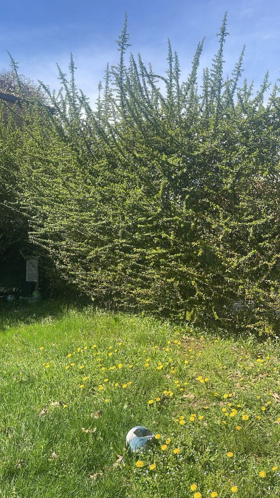 Cespuglio verde con un pallone da calcio in un cortile erboso sotto un cielo azzurro.