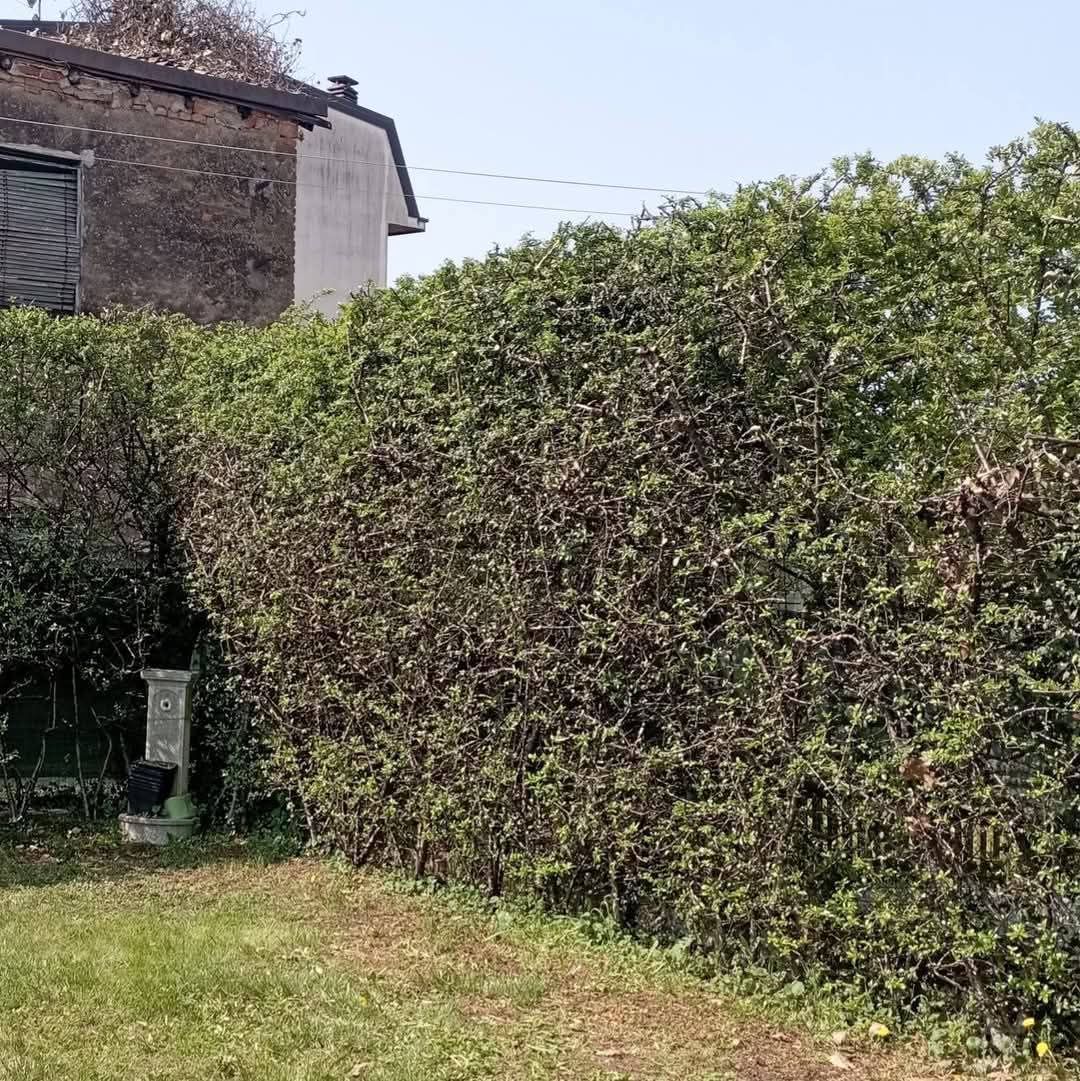 Siepe verde davanti a un edificio invecchiato con un piccolo prato.