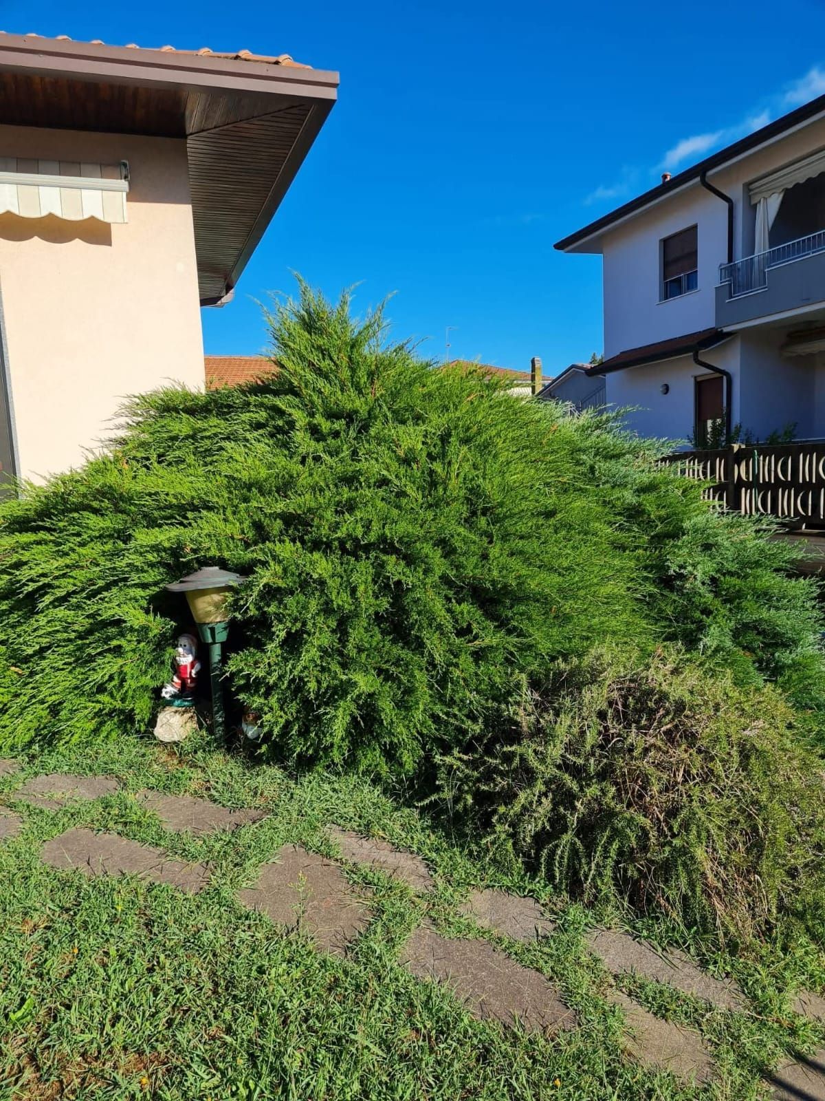 Un cespuglio verde nasconde un piccolo nano da giardino, con edifici e un cielo azzurro limpido sullo sfondo.
