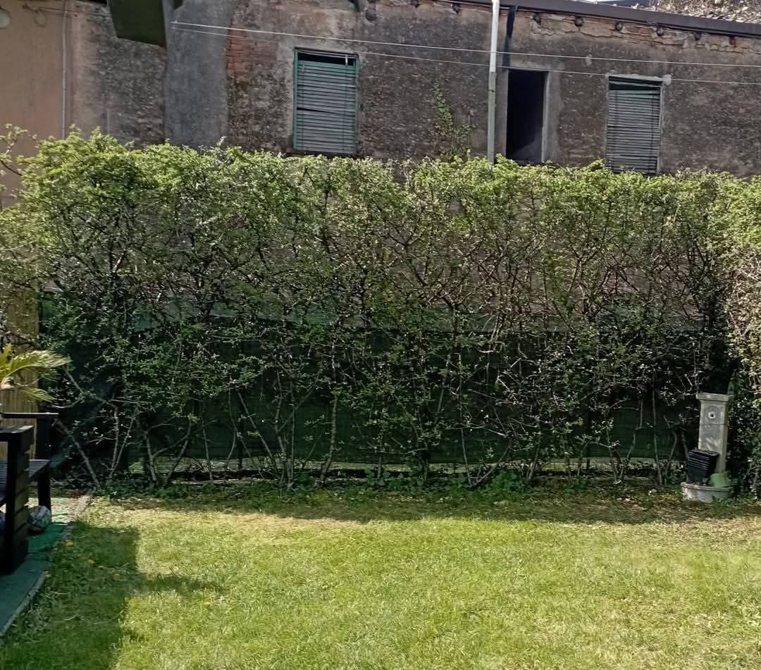 Siepe verde in un cortile, con un edificio in mattoni sullo sfondo.