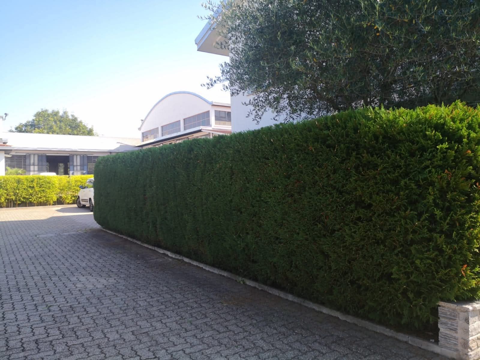 Siepe verde che costeggia un vialetto lastricato in mattoni, accanto a edifici sotto un cielo azzurro.