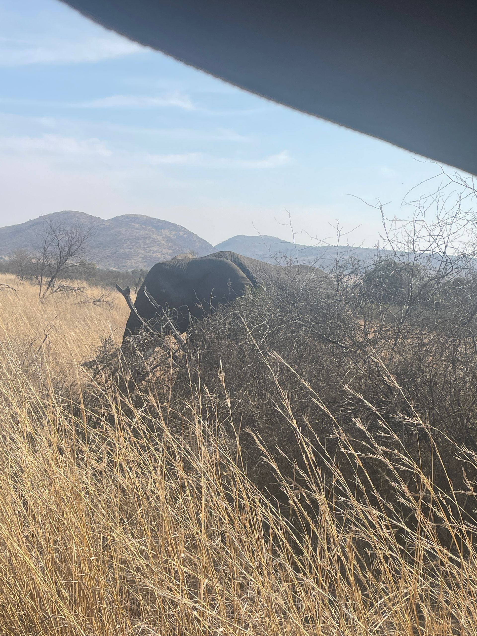A close up of a field of tall grass with mountains in the background.