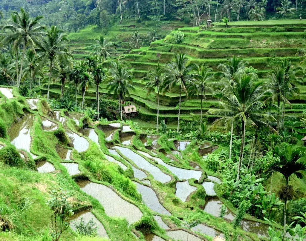 A lush green tropical landscape with rice terraces and palm trees