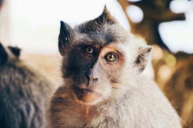 A close up of a monkey looking at the camera.