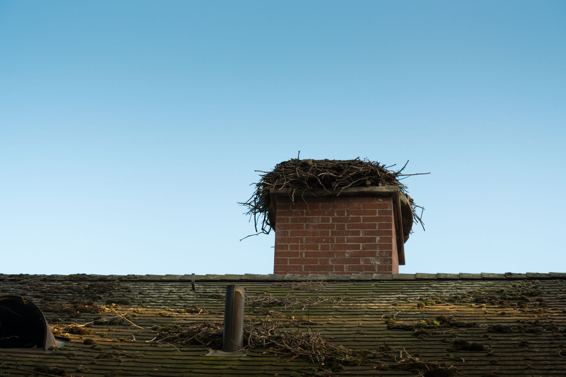 Bird Nest On The Chimney — Columbus, OH — Pro Sweep Chimney