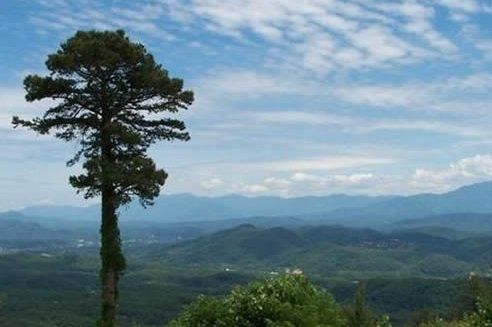 Piegon Forge Land 4 Sale