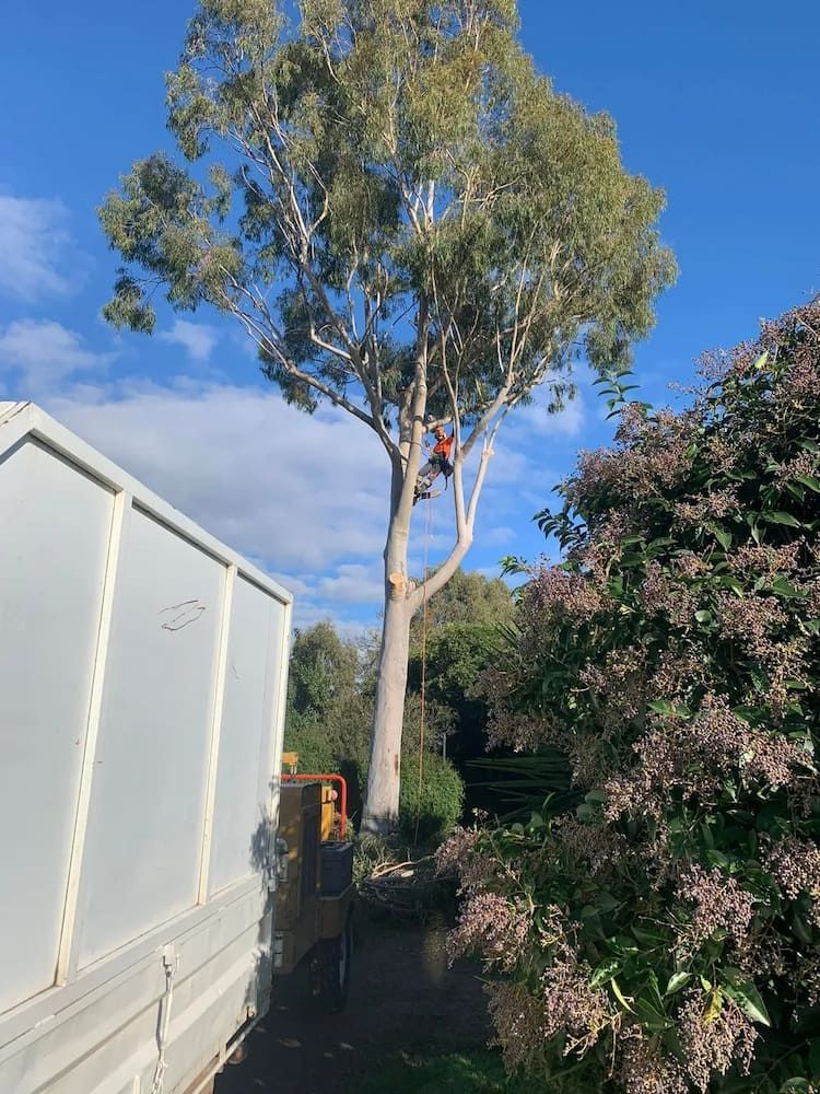 Tree Service Worker in a Tall Tree, Removing Branches With a Chainsaw — Riverina Tree Fellas in Gobbagombalin, NSW