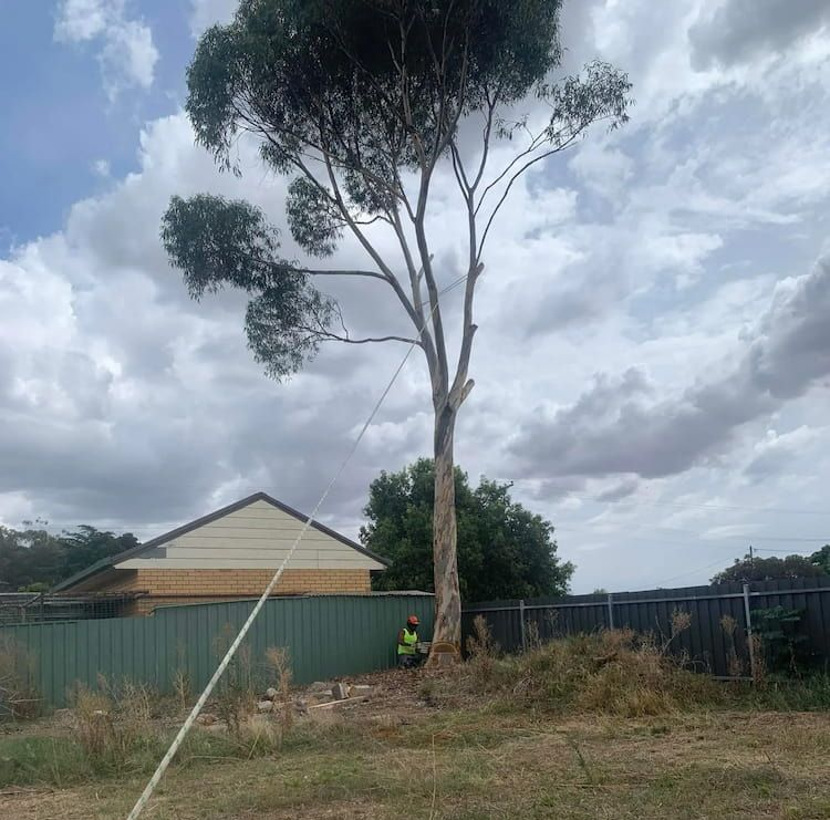 Person in Safety Vest Near a Tree, Pulling a Rope — Riverina Tree Fellas in Gobbagombalin, NSW