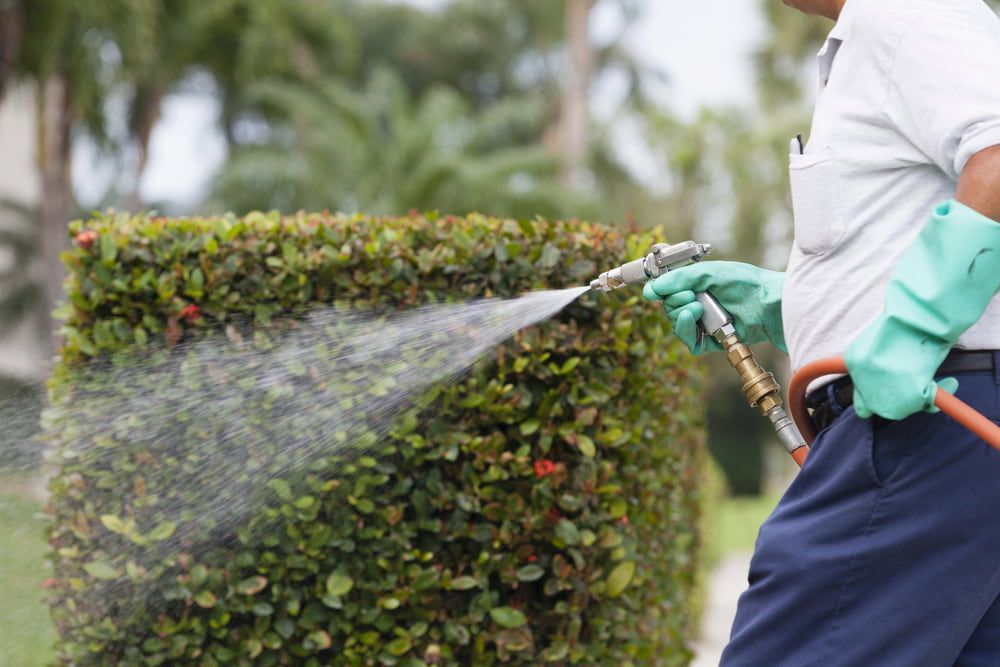 Man Spraying a Green Hedge With a Hose — Riverina Tree Fellas in Temora, NSW