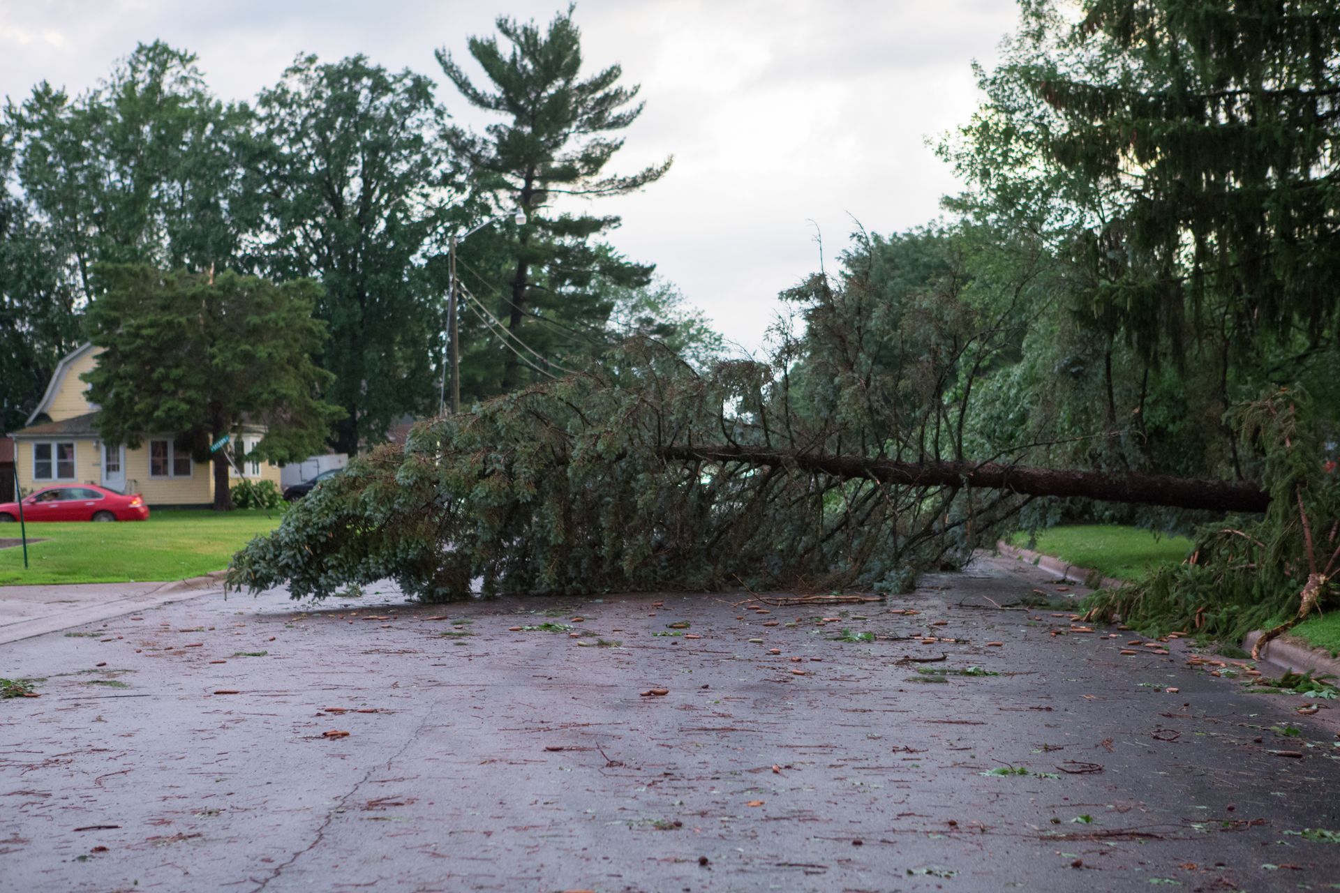 Fallen Tree Blocking a Residential Road — Riverina Tree Fellas in Temora, NSW