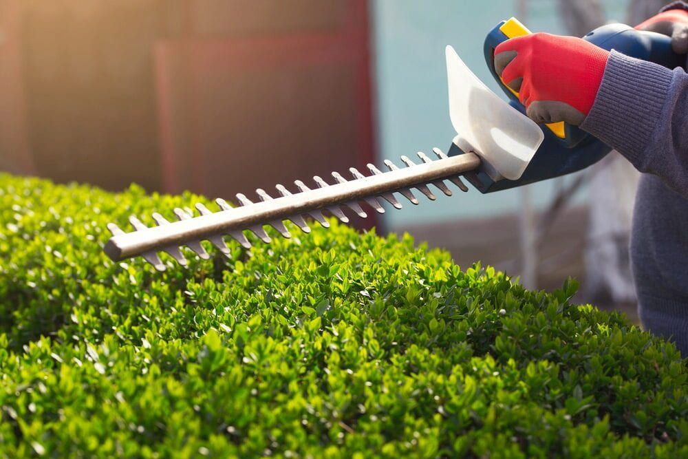 Person Trimming a Green Hedge With a Hedge Trimmer, Wearing Red Gloves — Riverina Tree Fellas in Cootamundra, NSW