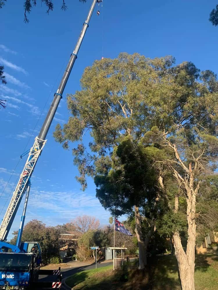A large crane next to a tree, possibly trimming branches, on a sunny day. — Riverina Tree Fellas in Tumut, NSW
