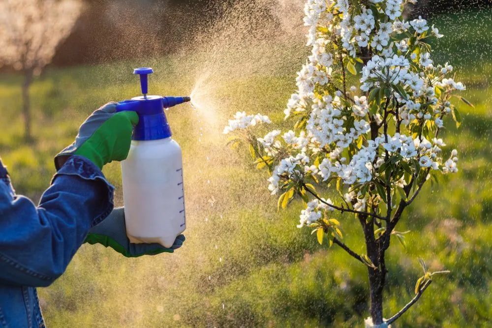 Person Spraying a Flowering Tree With a White and Blue Pump Sprayer in a Garden — Riverina Tree Fellas in Gobbagombalin, NSW