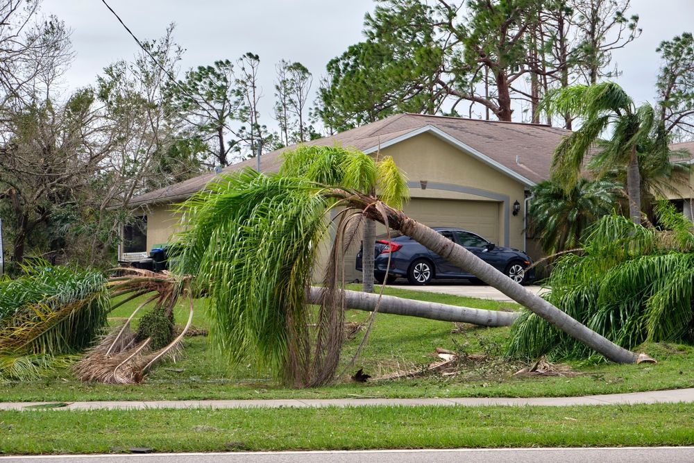 Fallen Palm Trees in Front of a House, Possibly After a Storm — Riverina Tree Fellas in Cootamundra, NSW