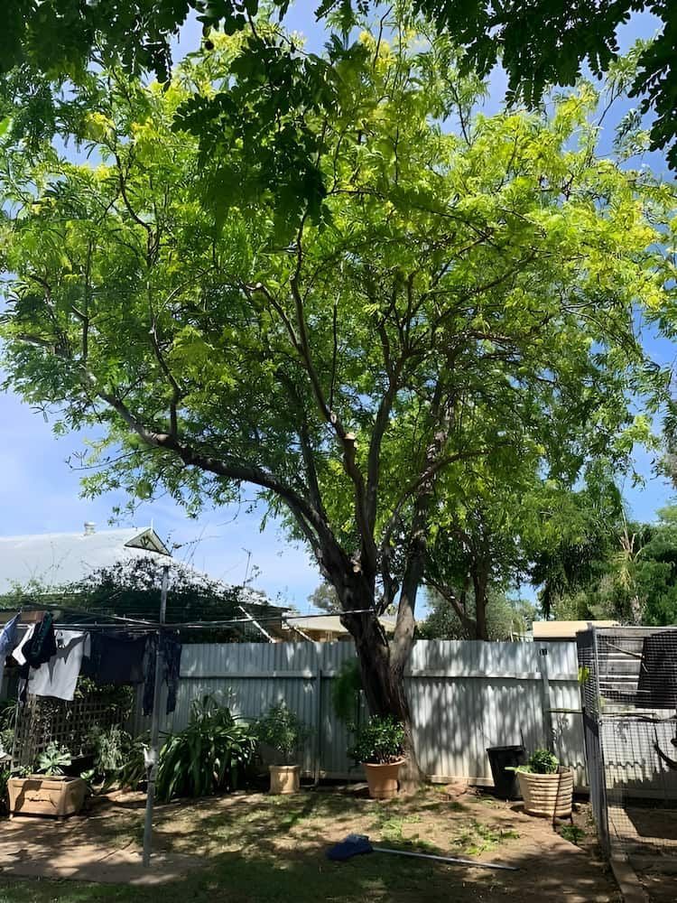 Large Tree With Green Leaves in a Backyard Setting — Riverina Tree Fellas in Narrandera, NSW