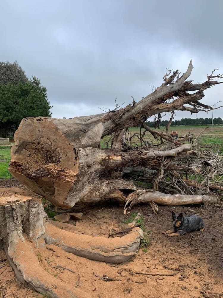 Fallen Tree Trunk With Exposed Roots; a Dog Rests Nearby in a Field — Riverina Tree Fellas in Gobbagombalin, NSW