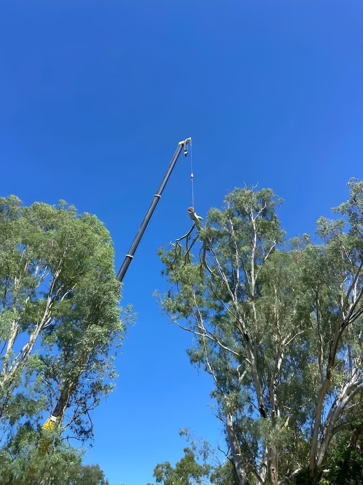 Crane Trimming Tree Branches Under a Clear Blue Sky — Riverina Tree Fellas in Temora, NSW
