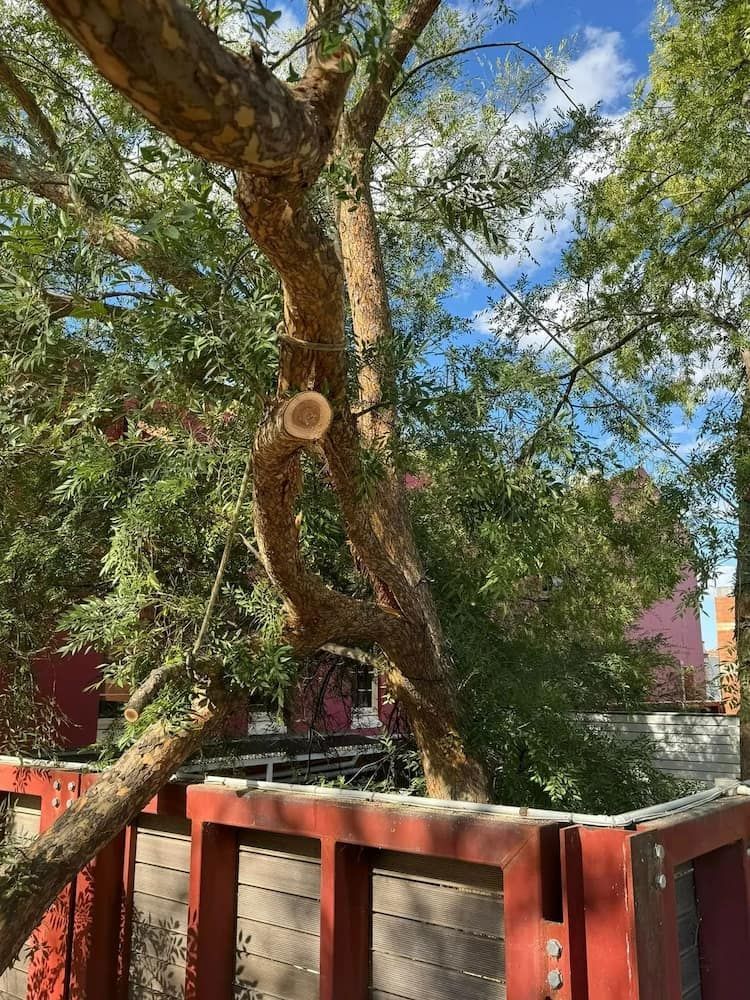 A Tree Trunk With Cut Branch, Secured by Rope — Riverina Tree Fellas in Gobbagombalin, NSW