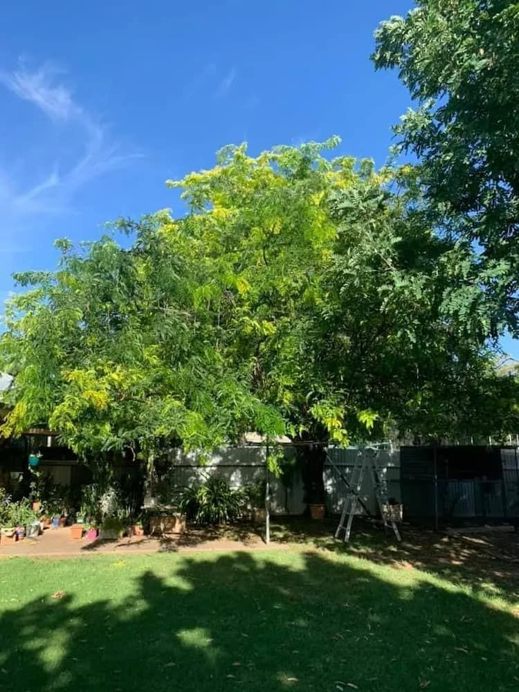 Large Tree With Green and Yellow Leaves — Riverina Tree Fellas in Temora, NSW