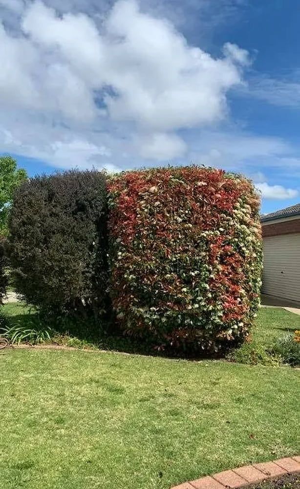 Dark and Red-toned Bushes, Trimmed Evenly, Next to Each Other on a Green Lawn — Riverina Tree Fellas in Gobbagombalin, NSW