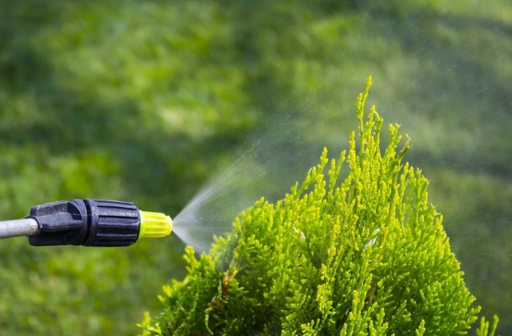 Spraying a Green Plant With a Hose Nozzle — Riverina Tree Fellas in Narrandera, NSW