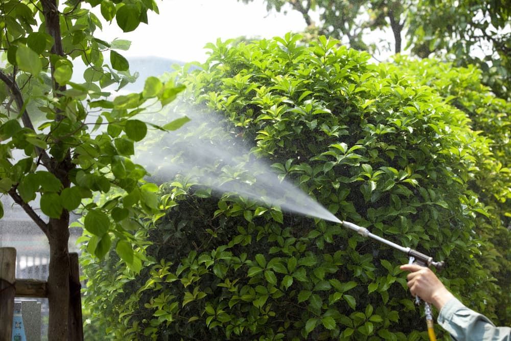 Person Spraying a Green Bush With a Hose — Riverina Tree Fellas in West Wyalong, NSW