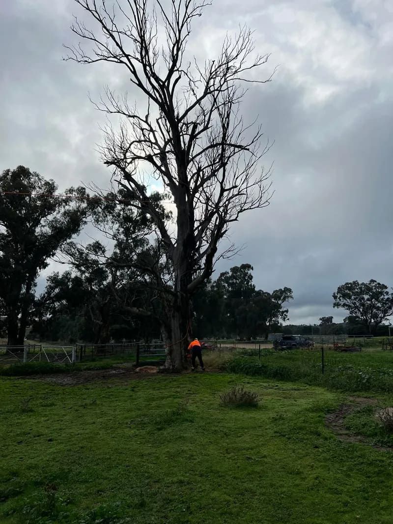 A Person Wearing Orange Working on a Tall Tree — Riverina Tree Fellas in Gobbagombalin, NSW