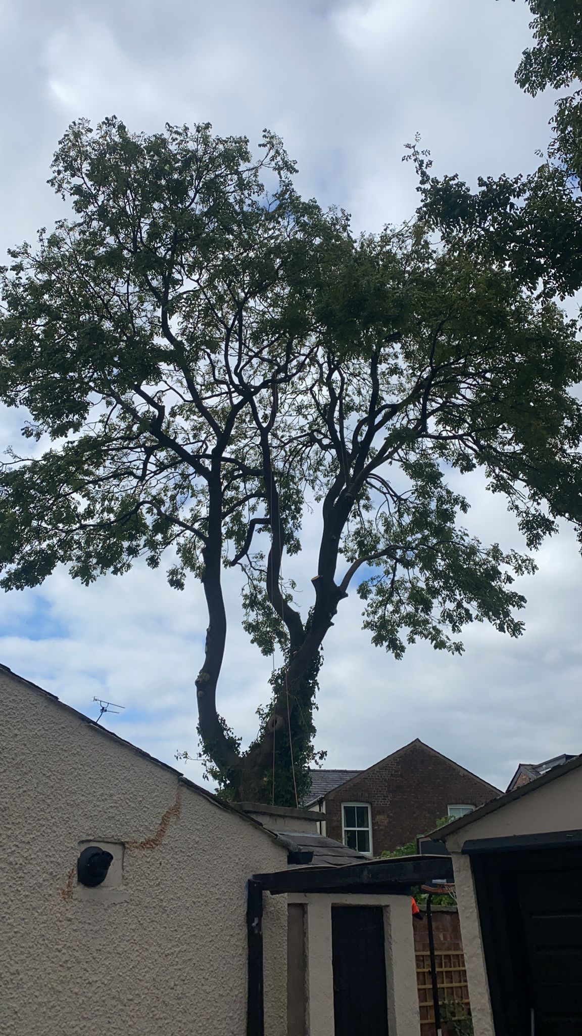 tree crown reductions