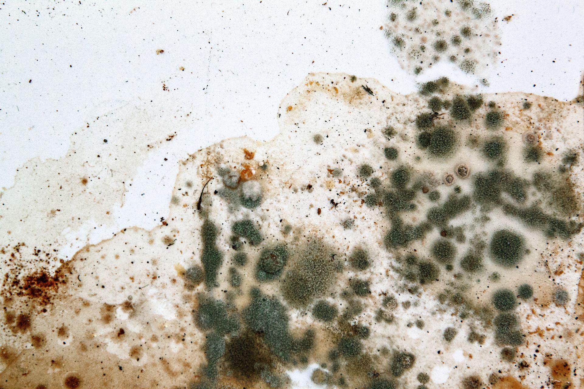 A close up of a white surface with black mold growing on it.