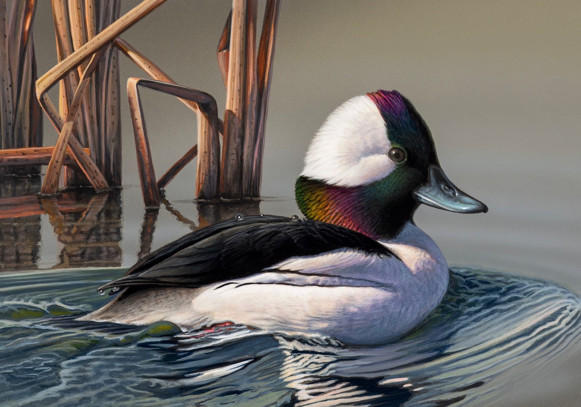 Realism painting of Bufflehead duck gliding through the early morning water