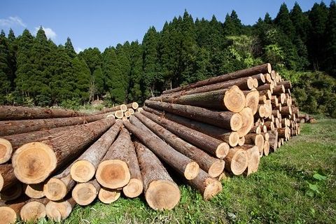 Freshly cut tree logs piled up