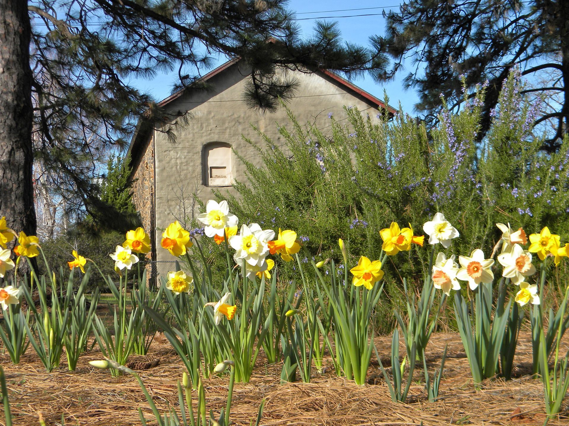 A bunch of flowers are growing in front of a building