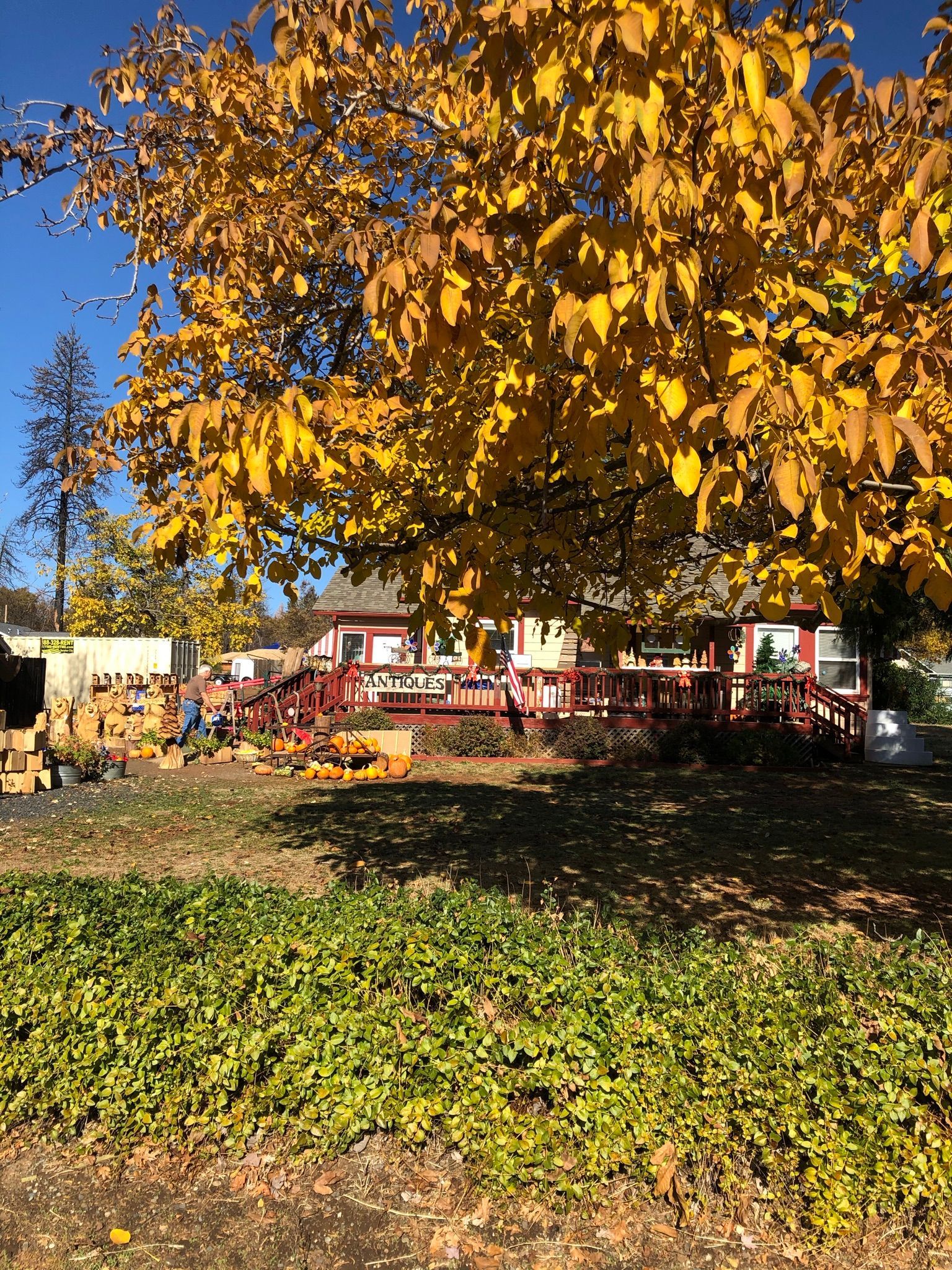 A tree with yellow leaves is in the middle of a pumpkin patch  in Paradise and Magalia, California.